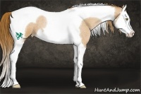 Horse Color:Bay Roan Pearl Splash Tobiano