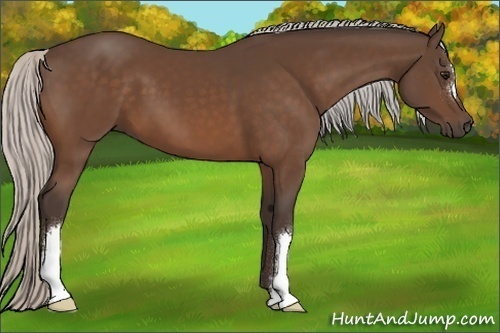 Horse Color:Silver Bay 