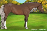 Horse Color:Silver Bay 
