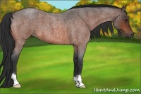 Horse Color:Bay Roan 