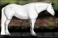 Horse Color:Chocolate Palomino Pearl Appaloosa
