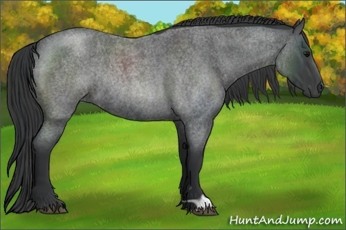 Horse Color:Blue Roan Rabicano