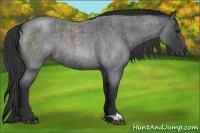 Horse Color:Blue Roan Rabicano 