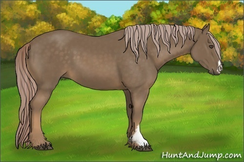Horse Color:Chocolate Palomino Frame 