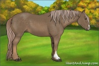 Horse Color:Chocolate Palomino Frame 