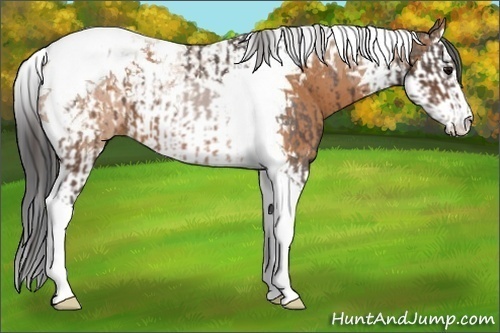 Horse Color:Brown Tobiano Appaloosa  and Bay Splash Tobiano 