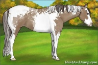Horse Color:Classic Champagne Splash Tobiano 