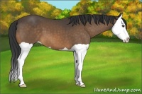 Horse Color:Buckskin Splash 