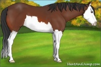 Horse Color:Bay Splash 