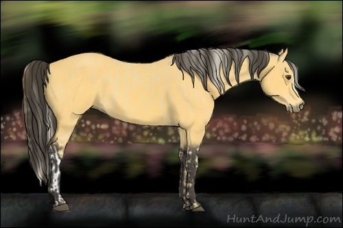 Horse Color:Palomino and Buckskin