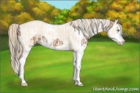 Horse Color:Buckskin Splash Tobiano  and Perlino Sabino Splash 