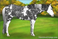 Horse Color:White Spotted Smoky Blue Ice Roan Splash 