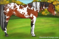 Horse Color:White Spotted Brown Varnish 