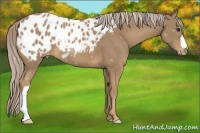 Horse Color:Palomino Appaloosa