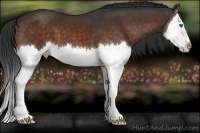 Horse Color:Brown Sabino Splash