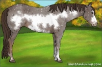 Horse Color:Liver Chestnut Frame 