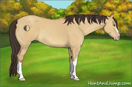 Horse Color:Amber Champagne Dun 