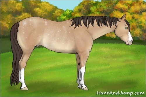Horse Color:Amber Champagne Rabicano 