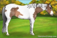 Horse Color:Buckskin Splash Tobiano Frame 