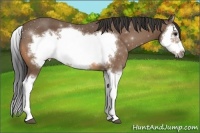 Horse Color:Buckskin Splash Frame 