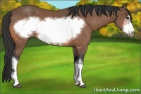 Horse Color:Buckskin Frame 