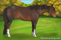 Horse Color:Liver Chestnut Appaloosa