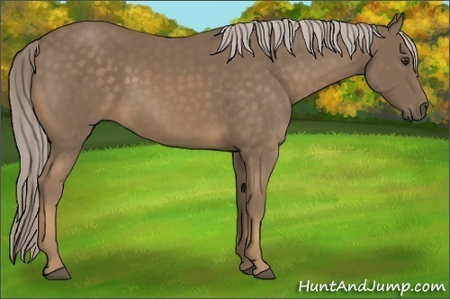 Horse Color:Chocolate Palomino