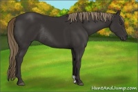 Horse Color:Liver Chestnut Rabicano 