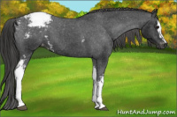 Horse Color:Gray White Spotted Smoky Black Appaloosa 