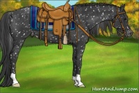 Horse Color:Black Appaloosa