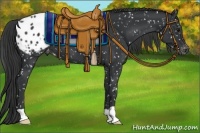 Horse Color:Black Appaloosa 