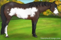 Horse Color:Bay Frame 