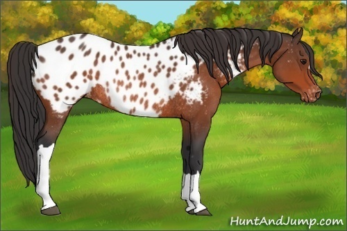 Horse Color:Bay Appaloosa Rabicano