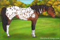 Horse Color:Bay Appaloosa Rabicano 