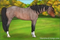 Horse Color:Bay Roan 