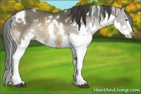 Horse Color:White Spotted Buckskin Splash 