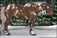 Horse Color:White Spotted Silver Brown Sabino 