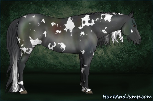 Horse Color:White Spotted Black 