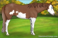 Horse Color:Chestnut Splash Frame