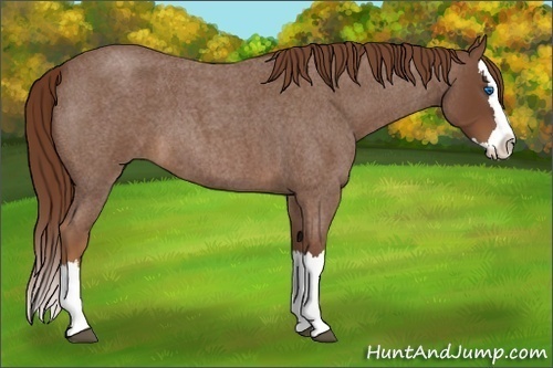Horse Color:Red Roan Splash