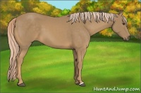 Horse Color:Palomino 
