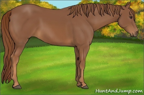 Horse Color:Chestnut 