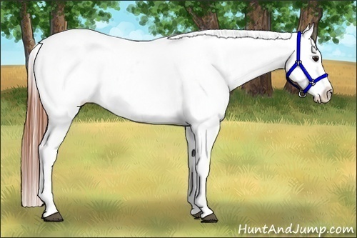 Horse Color:Bay Roan Appaloosa