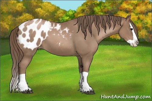 Horse Color:Black Pearl Splash Blanket 