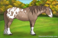 Horse Color:Black Pearl Splash Blanket 