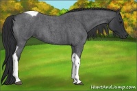 Horse Color:Blue Roan Tobiano