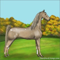 Horse Color:White Spotted Chestnut 