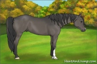 Horse Color:Smoky Black