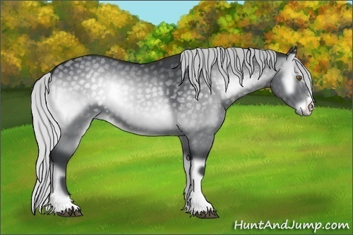 Horse Color:Silver Blue Onyx Chinchilla