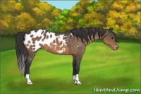 Horse Color:Buckskin Blanket 
